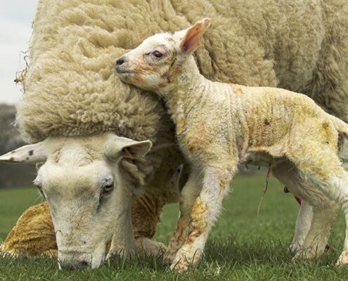 1 MAIN ewe and newborn lambs outdoors 2503243a c Food and Drink Shutterstock