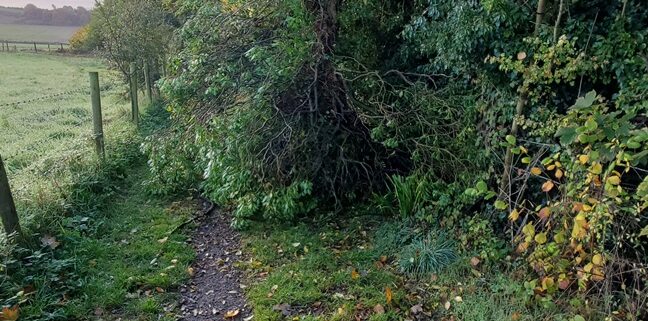 tree down