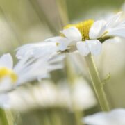 Roundbarrow volunteer