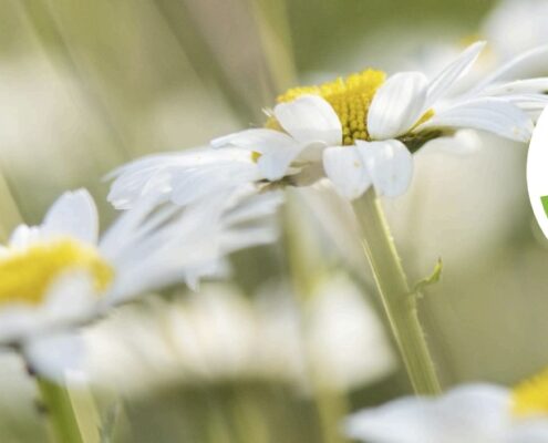 Roundbarrow volunteer