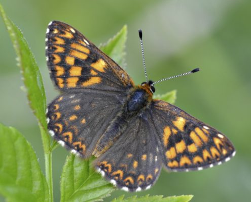 Duke of Burgundy