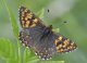 Duke of Burgundy