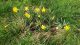 byway daffs