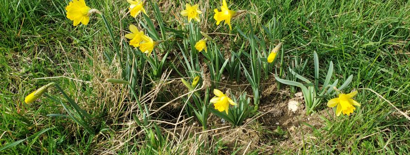 byway daffs