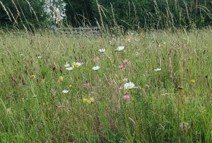 Wildflowers1