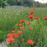 Wildflowers2