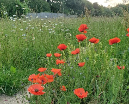 Wildflowers2