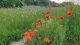 Wildflowers2