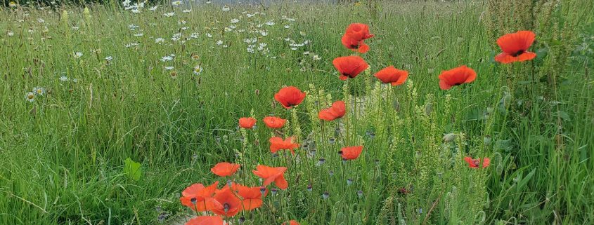Wildflowers2