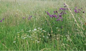 Wildflowers3