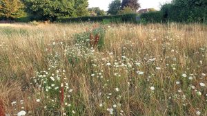 Wildflowers4